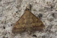 Ostrinia nubilalis