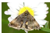 Panemeria tenebrata