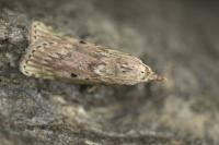 Aphomia sociella