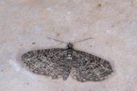 Eupithecia lariciata