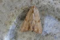 Apamea lithoxylaea