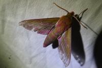 Deilephila elpenor