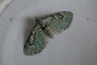 Chloroclystis v-ata