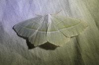 Campaea margaritaria