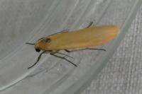 Wittia sororcula