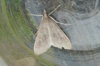 Mecyna asinalis