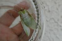 Pseudoips prasinanus