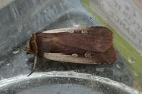 Ochropleura plecta
