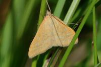 Sitochroa verticalis