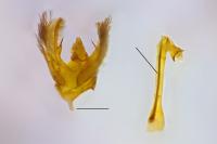 Charissa onustaria onustaria