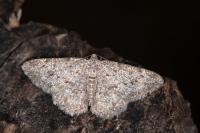 Charissa onustaria onustaria