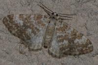 Perizoma flavofasciata