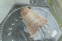 Hoplodrina