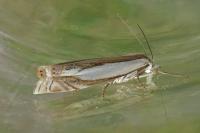 Crambus pascuella