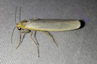 Eilema caniola