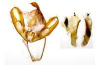 Eilema caniola
