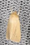 Mythimna pallens