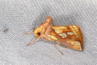 Plusia festucae