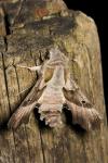 Proserpinus proserpina