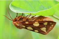 Arctia testudinaria