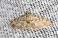 Pasiphila rectangulata