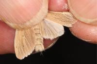 Mythimna pallens