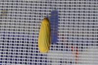 Wittia sororcula