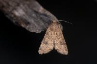 Anarta pugnax