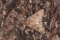 Anarta pugnax