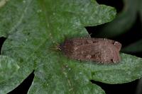 Noctua pronuba