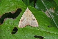 Rivula sericealis