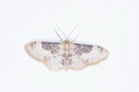 Idaea filicata