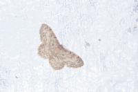 Idaea libycata