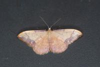 Idaea ostrinaria