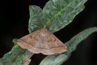 Polypogon plumigeralis