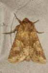 Conisania luteago olbiena