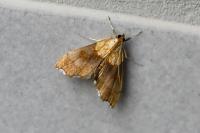 Agrotera nemoralis