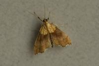 Agrotera nemoralis