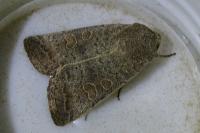 Hoplodrina ambigua