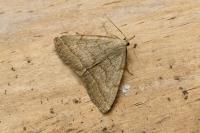 Pechipogo strigilata