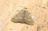 Pechipogo strigilata