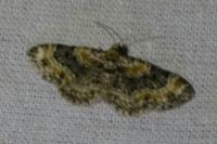 Eupithecia linariata/pulchellata/pyreneata