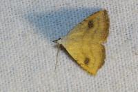 Rivula sericealis