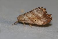 Falcaria lacertinaria