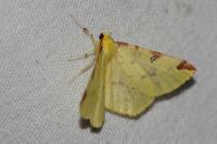 Opisthograptis luteolata