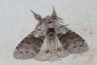 Calliteara pudibunda