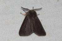Diaphora mendica