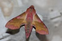 Deilephila porcellus