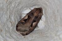 Xestia c-nigrum