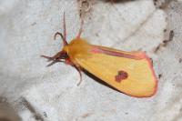 Diacrisia sannio